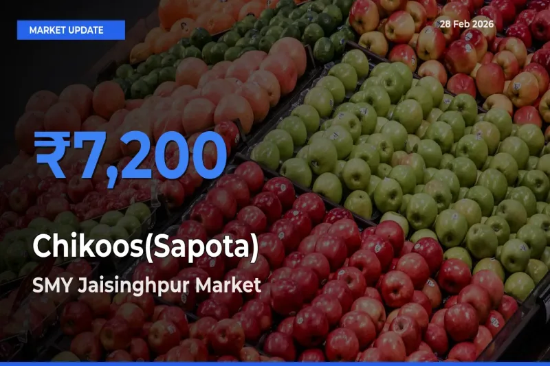 Market Watch: SMY Jaisinghpur Becomes Top Mandi for Chikoos(Sapota)
