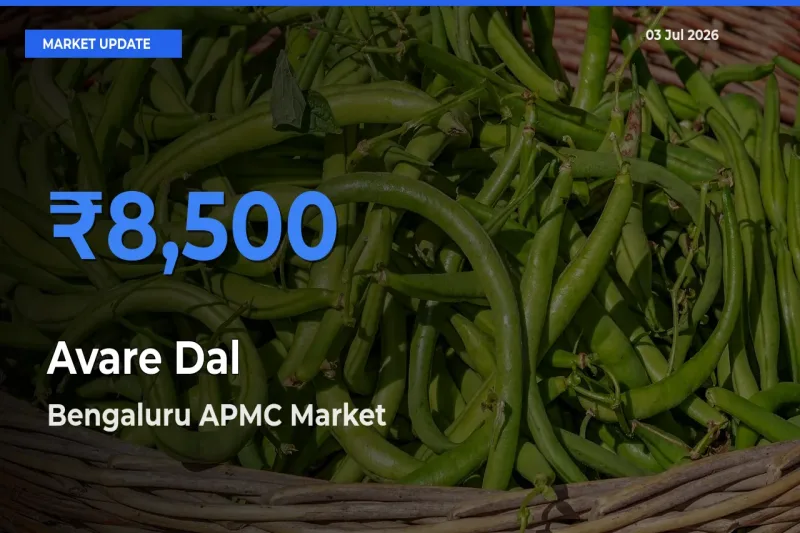 Bengaluru APMC Leads as Top Mandi for Avare Dal Prices