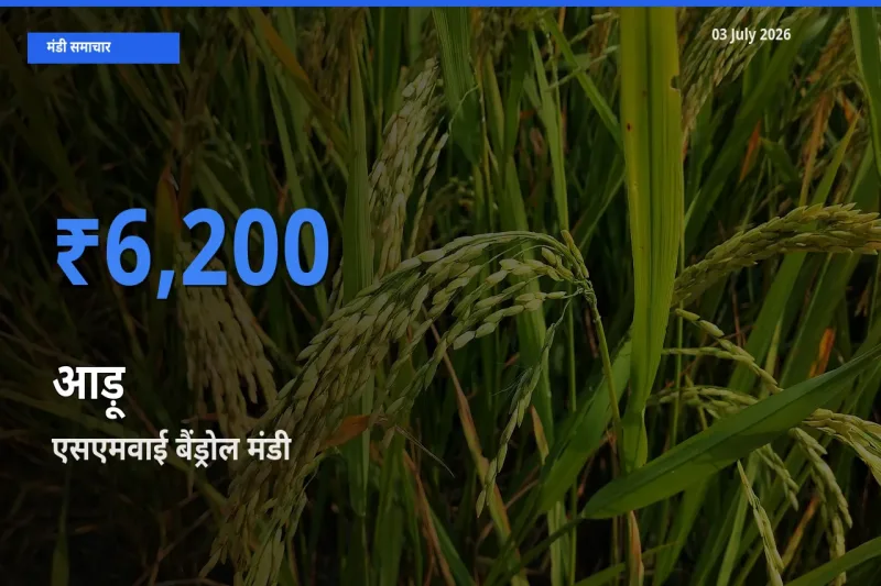 03 July अपडेट: आड़ू के सबसे ऊँचे दाम एसएमवाई बैंड्रोल मंडी में