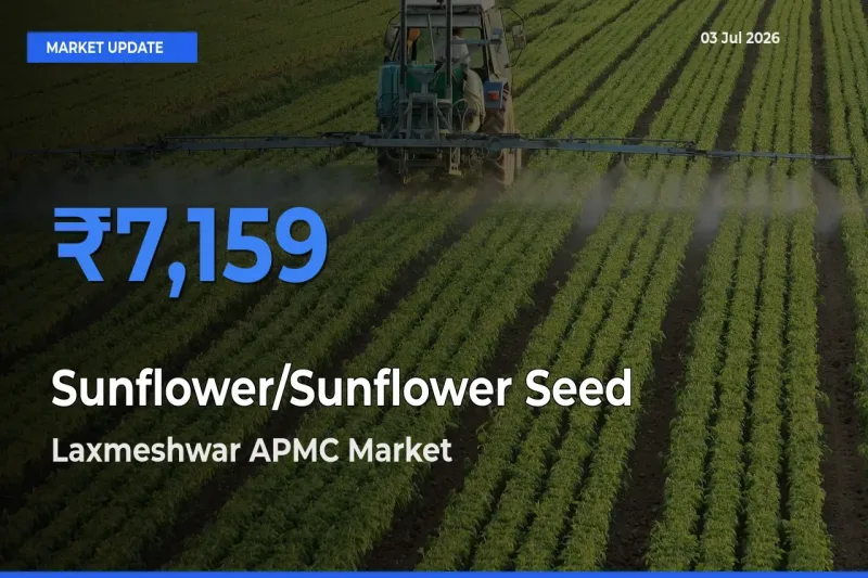 Laxmeshwar APMC Offers ₹7,159 – Highest Sunflower/Sunflower Seed Rate Today