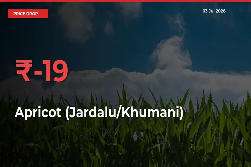Apricot (Jardalu/Khumani) Falls 19.27% at Mandis