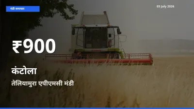 तेलियामुरा एपीएमसी में कंटोला ₹900 पर गिरा – 30 दिन का न्यूनतम भाव