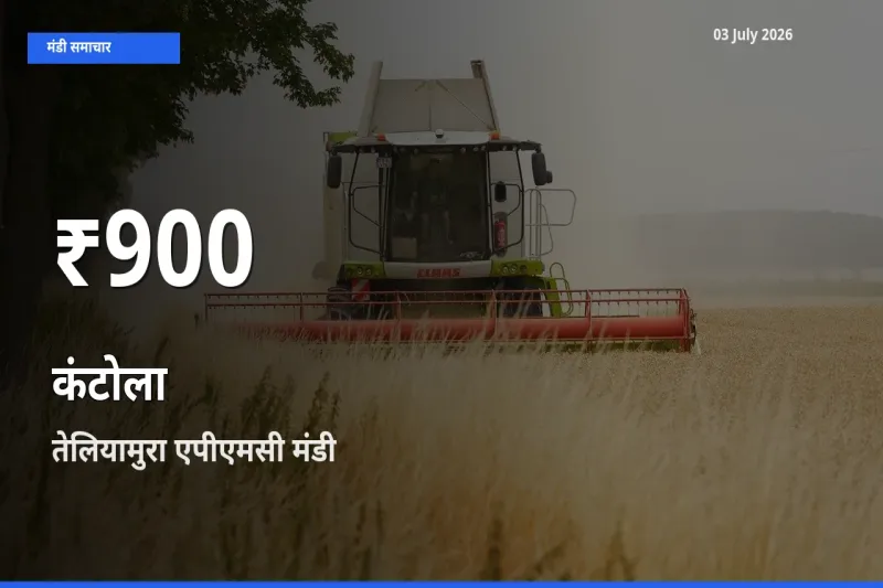 तेलियामुरा एपीएमसी में कंटोला ₹900 पर गिरा – 30 दिन का न्यूनतम भाव