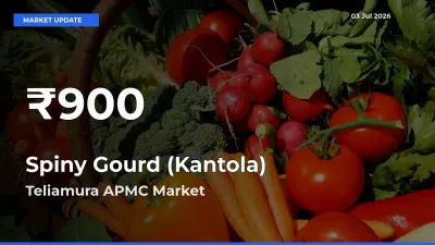 Farmers Concerned as Spiny Gourd (Kantola) Hits 30-Day Low in Teliamura APMC