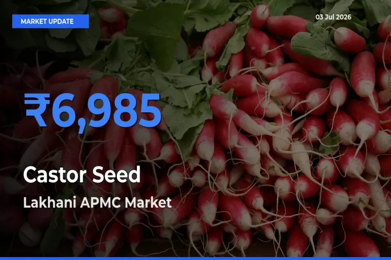 Lakhani APMC Emerges as Top Mandi for Castor Seed Prices Today
