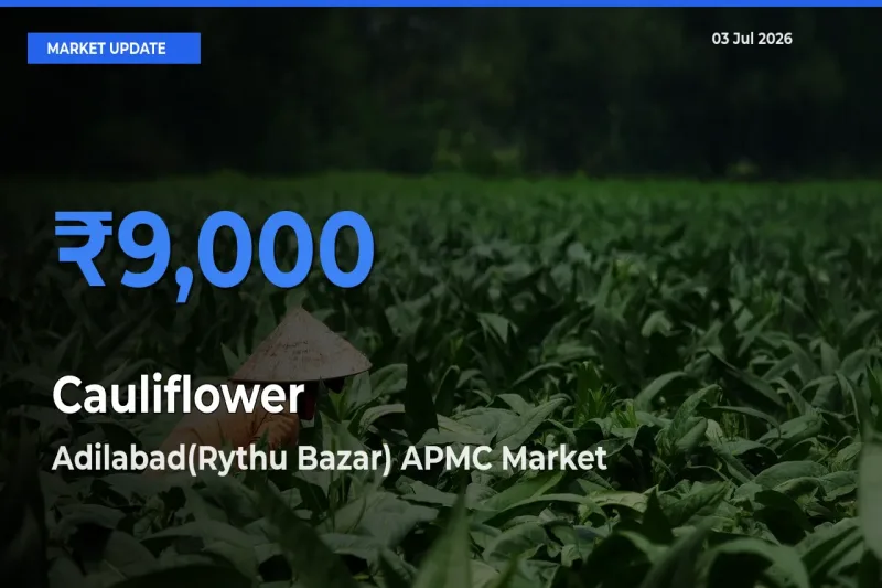 Adilabad(Rythu Bazar) APMC Tops Cauliflower Mandi Rates Today