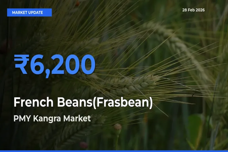 PMY Kangra Tops French Beans(Frasbean) Rates – February 28 Market Update