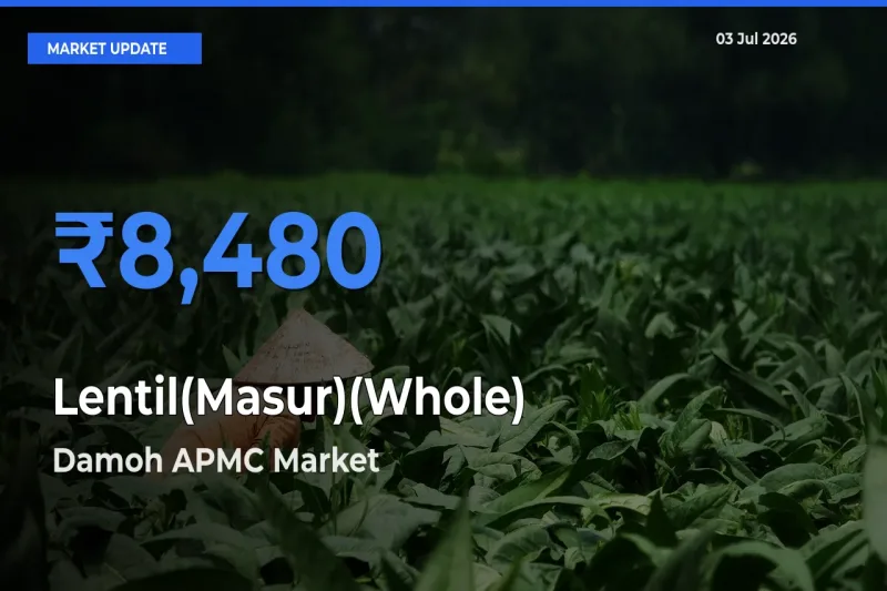 Damoh APMC Tops Lentil(Masur)(Whole) Mandi Rates Today