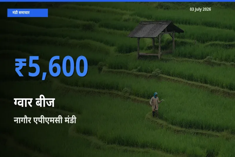 नागौर एपीएमसी में ग्वार बीज का आज सबसे ऊँचा भाव