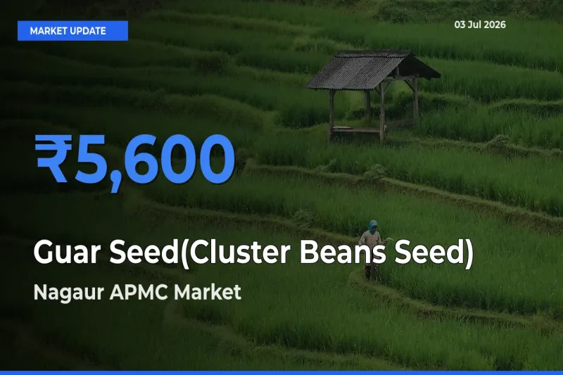 Nagaur APMC Tops Guar Seed(Cluster Beans Seed) Mandi Rates Today