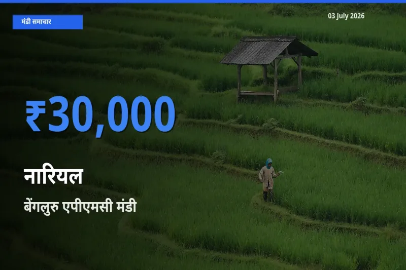 बेंगलुरु एपीएमसी में नारियल का आज सबसे ऊँचा भाव