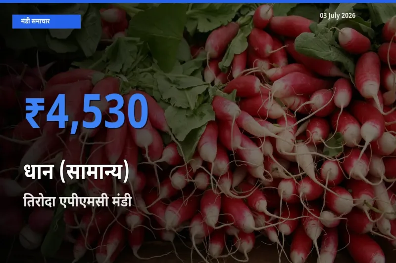 तिरोदा एपीएमसी मंडी में धान (सामान्य) ₹4,530 पर पहुँचा – आज का सर्वोच्च भाव
