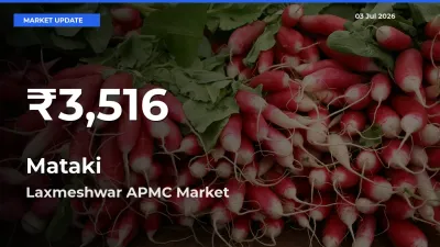 Sharp Fall! Mataki Prices Drop to 30-Day Low in Laxmeshwar APMC