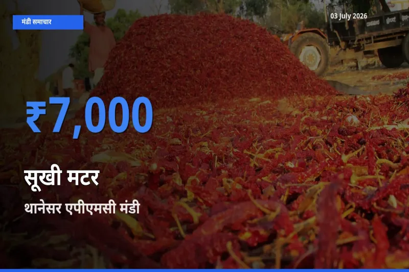 बाज़ार संकेत: थानेसर एपीएमसी बना सूखी मटर के लिए आज की टॉप मंडी