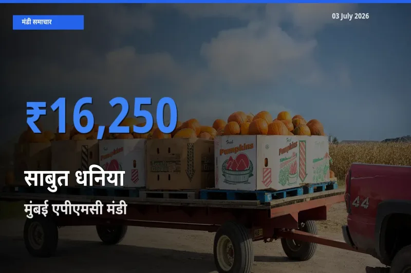 03 July अपडेट: साबुत धनिया के सबसे ऊँचे दाम मुंबई एपीएमसी मंडी में