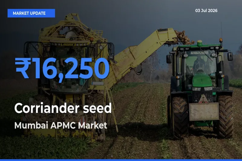 Market Watch: Mumbai APMC Becomes Top Mandi for Corriander seed
