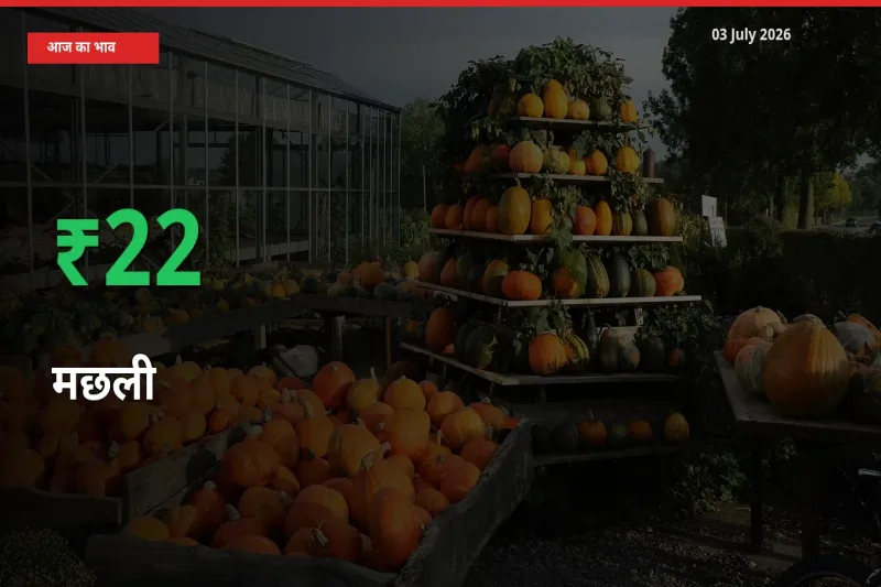 मछली 22.22% उछला, मंडी