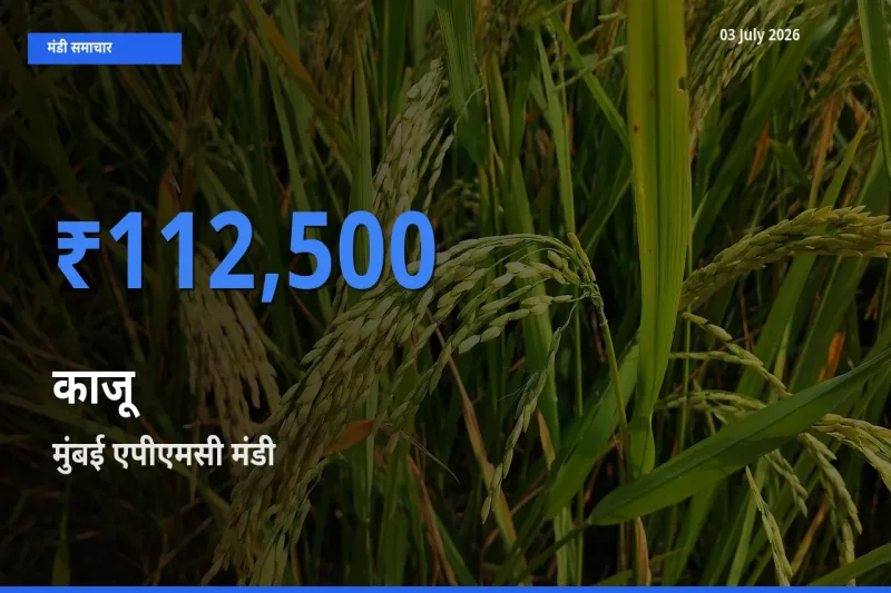 मुंबई एपीएमसी में काजू का आज सबसे ऊँचा भाव