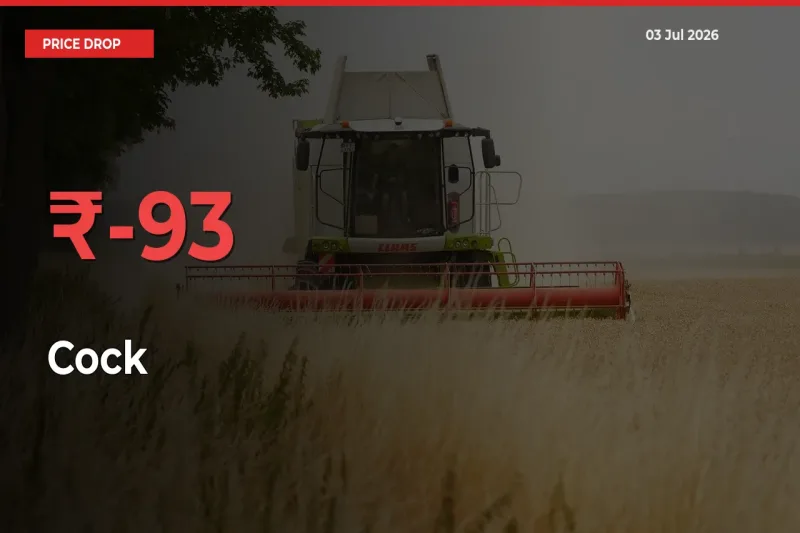Sudden Shock! Cock Drops 93.33% in 24 Hours at Top Mandis