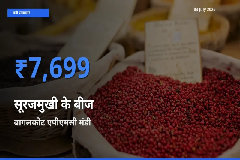 बागलकोट एपीएमसी मंडी में सूरजमुखी के बीज ₹7,699 पर पहुँचा – आज का सर्वोच्च भाव