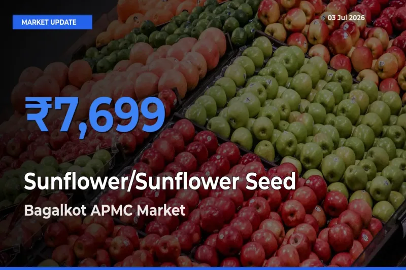 Market Watch: Bagalkot APMC Becomes Top Mandi for Sunflower/Sunflower Seed
