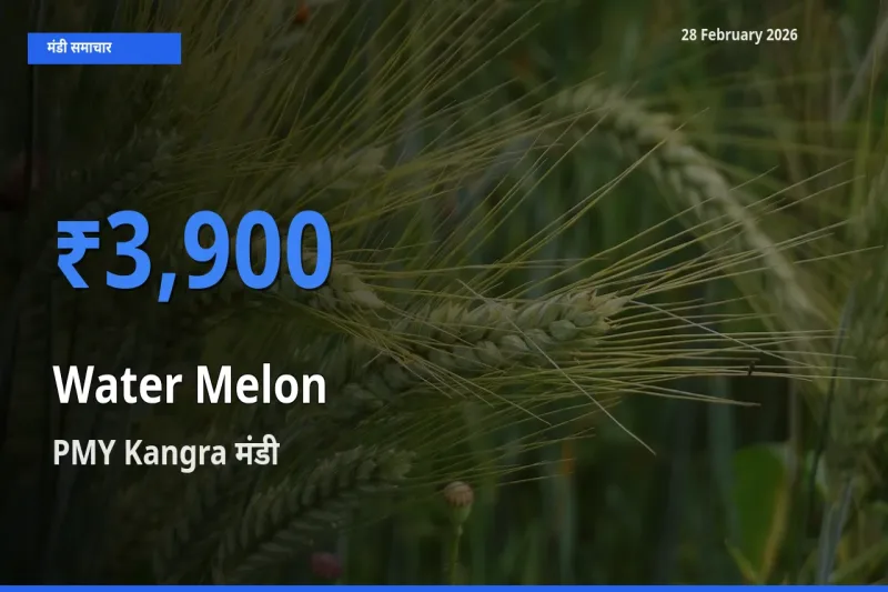 PMY Kangra मंडी में Water Melon ₹3,900 पर पहुँचा – आज का सर्वोच्च भाव