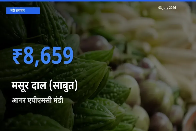 किसानों की पसंद बना आगर एपीएमसी, मसूर दाल (साबुत) के सबसे अच्छे दाम