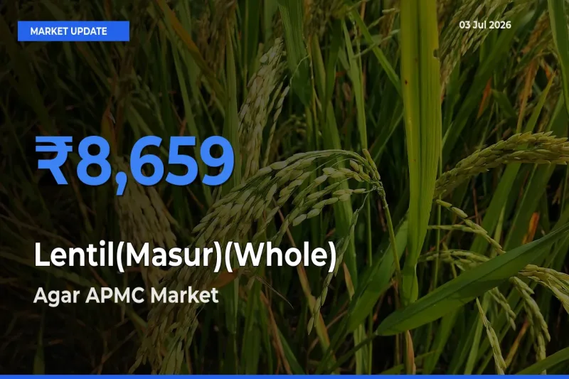Lentil(Masur)(Whole) Mandi Rate Today: Agar APMC Tops the List