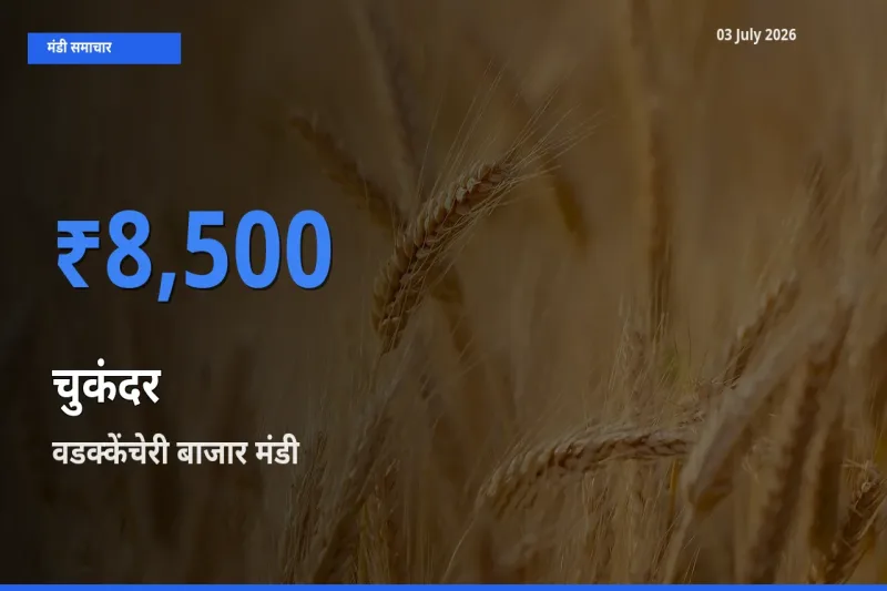 वडक्केंचेरी बाजार मंडी में आज चुकंदर के सबसे ऊँचे दाम दर्ज