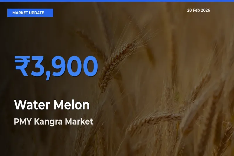 Top Performer! PMY Kangra Offers Best Water Melon Price Today