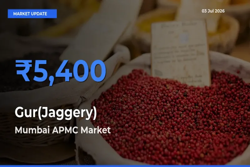 Mumbai APMC Emerges as Top Mandi for Gur(Jaggery) Prices Today