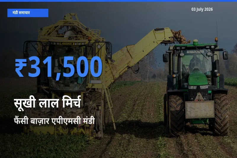फैंसी बाज़ार एपीएमसी मंडी में आज सूखी लाल मिर्च के सबसे ऊँचे दाम दर्ज