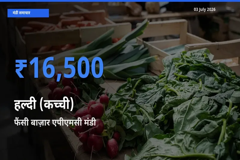 03 July अपडेट: हल्दी (कच्ची) के सबसे ऊँचे दाम फैंसी बाज़ार एपीएमसी मंडी में