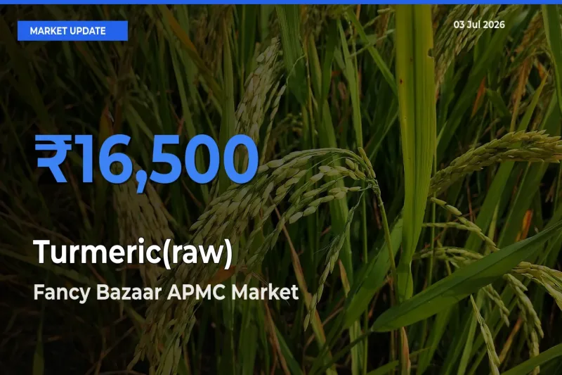 Top Performer! Fancy Bazaar APMC Offers Best Turmeric(raw) Price Today
