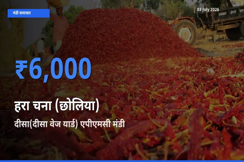 दीसा(दीसा वेज यार्ड) एपीएमसी मंडी में आज हरा चना (छोलिया) के सबसे ऊँचे दाम दर्ज