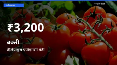 03 July अपडेट: बकरी के दाम 30 दिन के न्यूनतम स्तर पर, तेलियामुरा एपीएमसी
