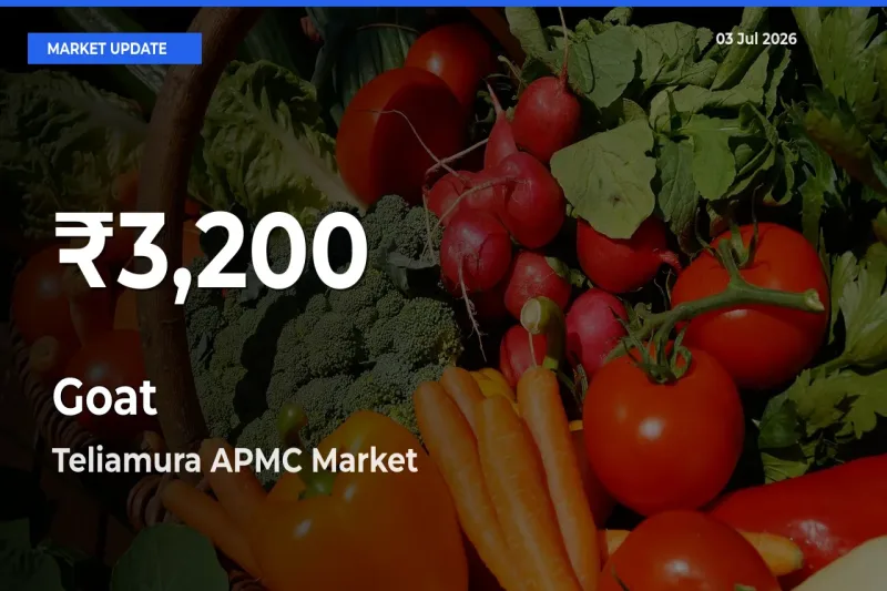 Goat Hits 30-Day Low in Teliamura APMC