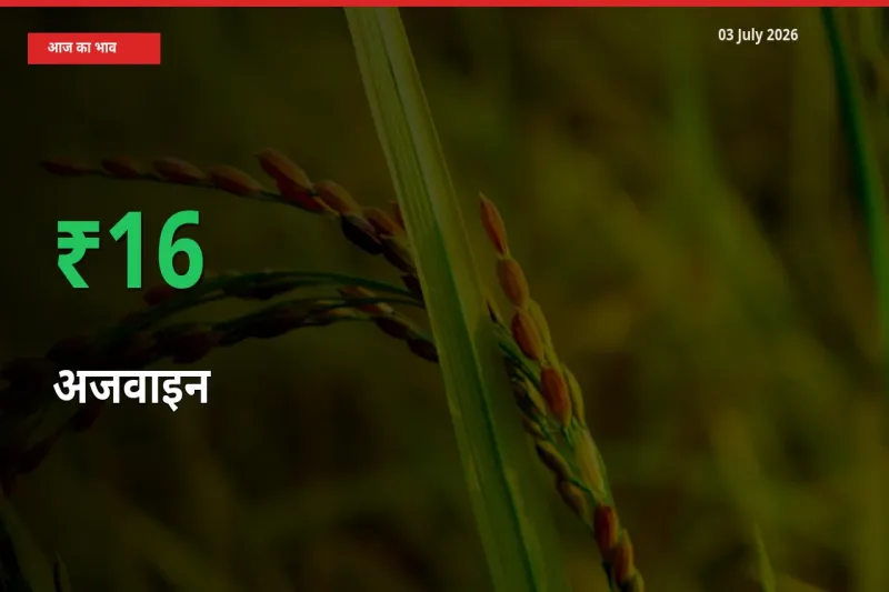 किसानों के लिए खुशखबरी! स्थानीय मंडी में अजवाइन 16.16% उछला