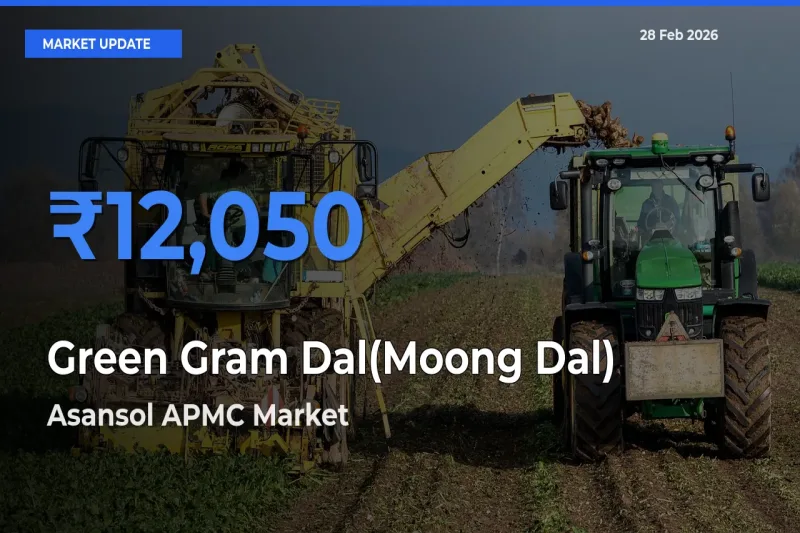 Asansol APMC Offers ₹12,050 – Highest Green Gram Dal(Moong Dal) Rate Today