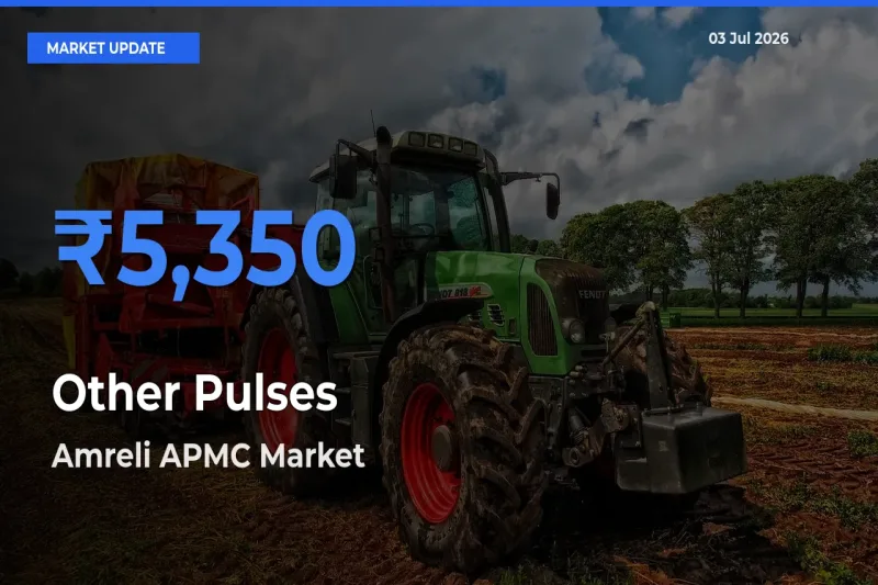 Amreli APMC Tops Other Pulses Mandi Rates Today