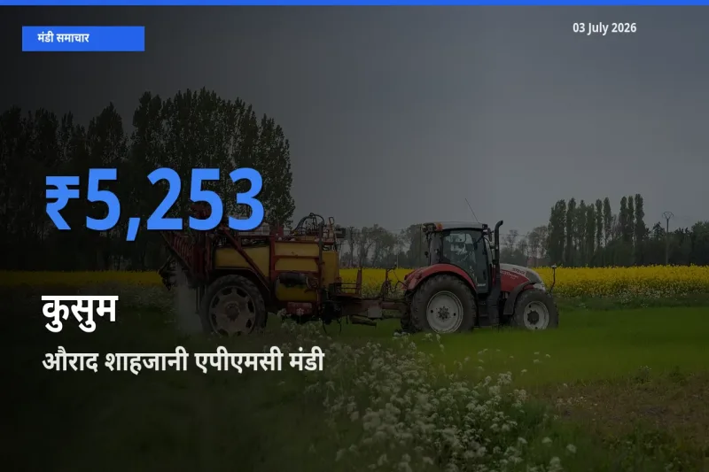 आज का मंडी भाव: कुसुम के सबसे ज़्यादा दाम औराद शाहजानी एपीएमसी में