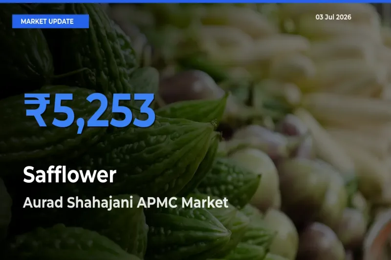 Aurad Shahajani APMC Offers ₹5,253 – Highest Safflower Rate Today