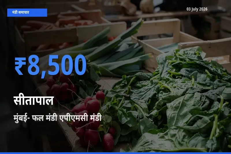 मुंबई- फल मंडी एपीएमसी में सीतापाल का आज सबसे ऊँचा भाव