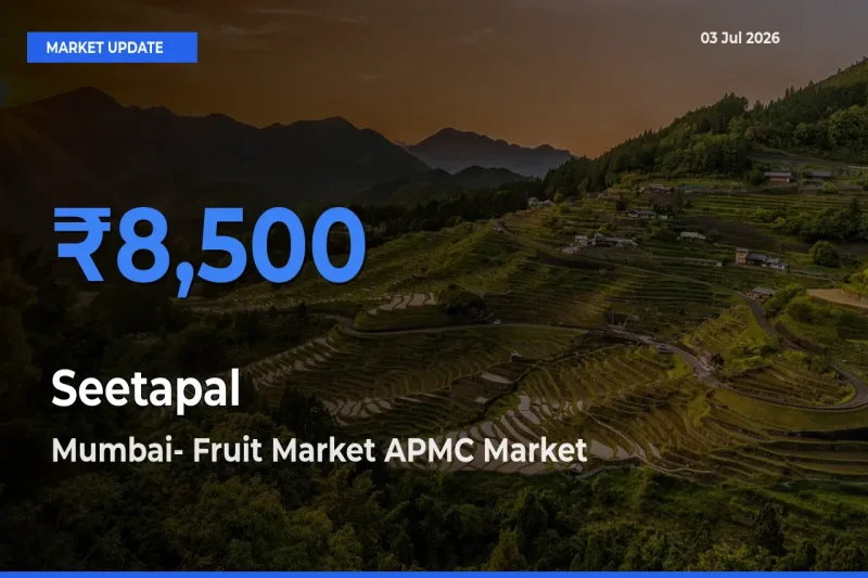 Top Performer! Mumbai- Fruit Market APMC Offers Best Seetapal Price Today