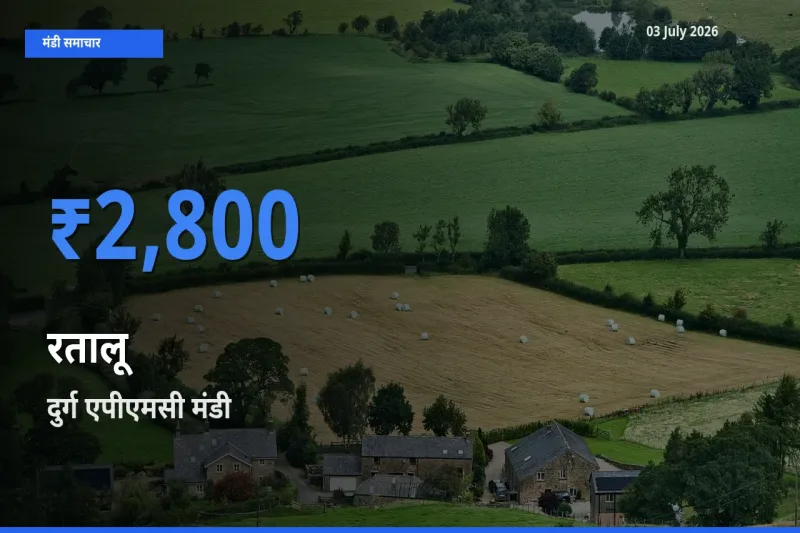 दुर्ग एपीएमसी मंडी में आज रतालू के सबसे ऊँचे दाम दर्ज