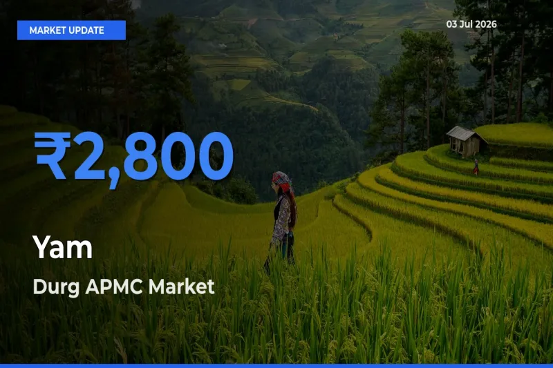 Durg APMC Tops Yam Rates – July 03 Market Update