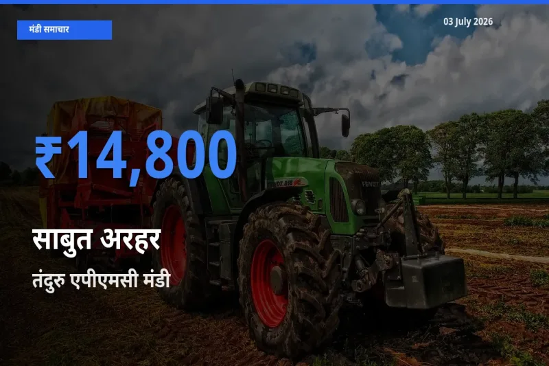 तंदुरु एपीएमसी मंडी में आज साबुत अरहर के सबसे ऊँचे दाम दर्ज