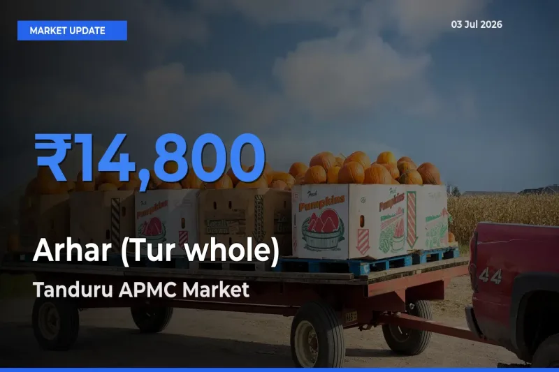 Arhar (Tur whole) Mandi Rate Today: Tanduru APMC Tops the List