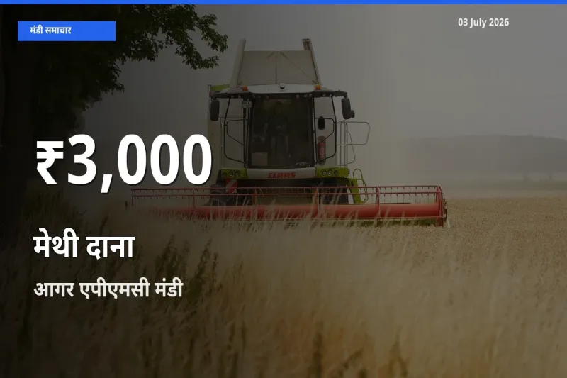 आगर एपीएमसी में मेथी दाना ₹3,000 पर गिरा – 30 दिन का न्यूनतम भाव