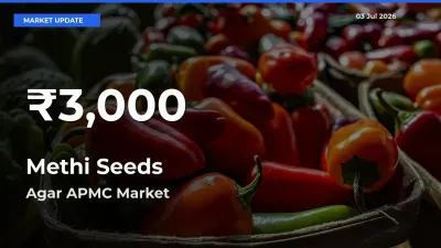 Big Drop! Methi Seeds Slides to 30-Day Low at Agar APMC